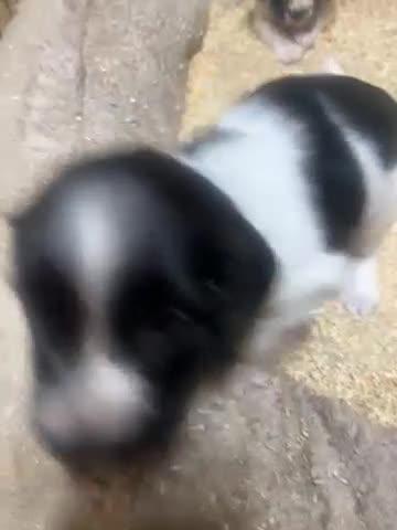 English Springer Spaniel dogs for sale: Outstanding KC Registered Springer Spaniel Puppies - Video 1