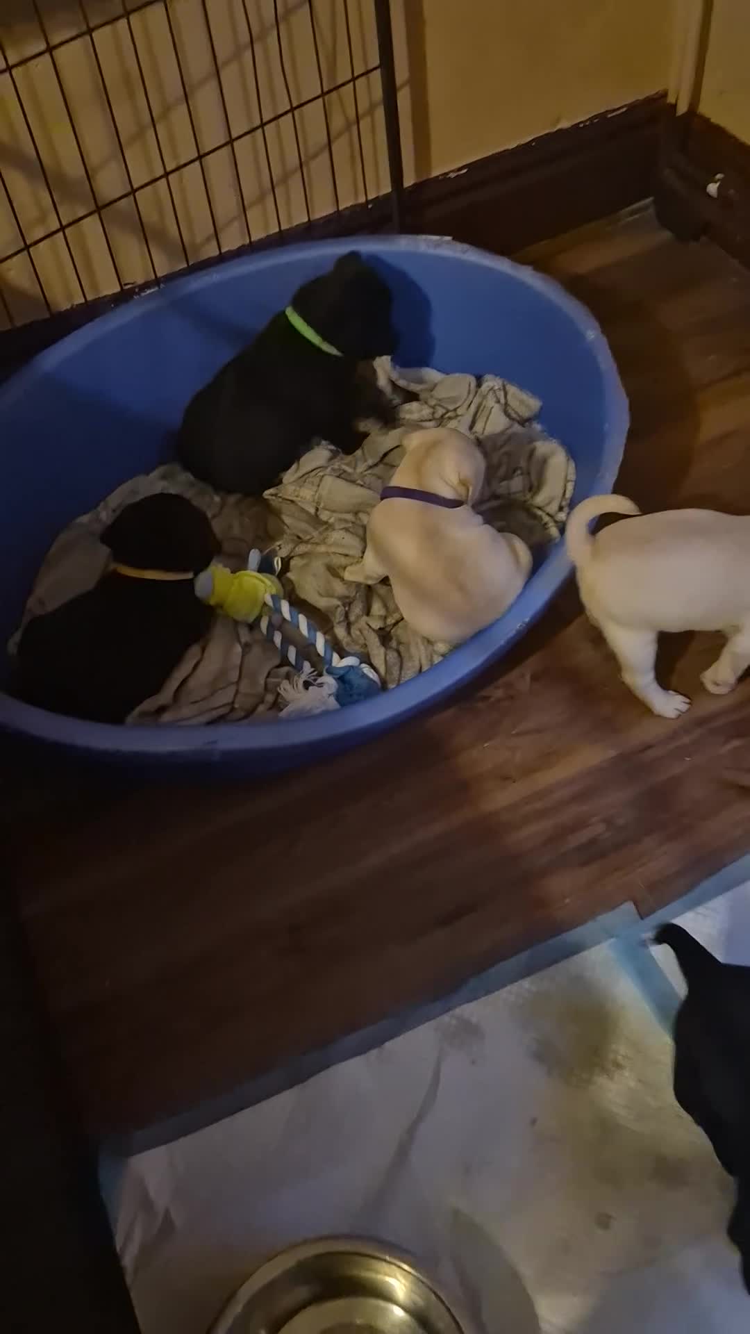 Mixed Breed dogs for sale: Labradoodle x french bulldog puppies  - Video 1