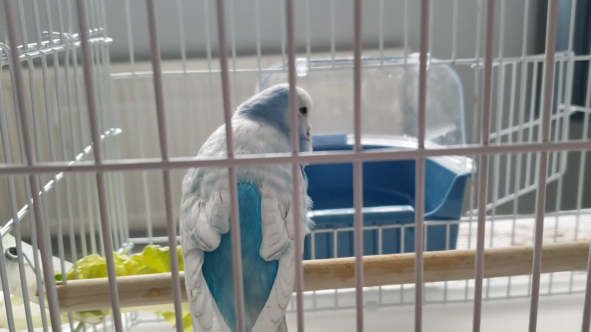 Budgerigars birds for sale: Male budgie approx. 18 months old in Cannock - Video 2