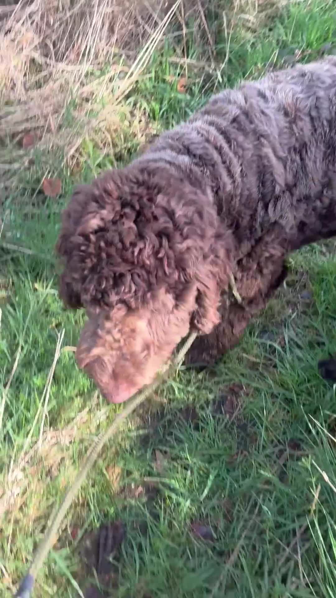 Newfypoo dogs for sale: Stunning 10 month old Newfypoo f1b - Video 1