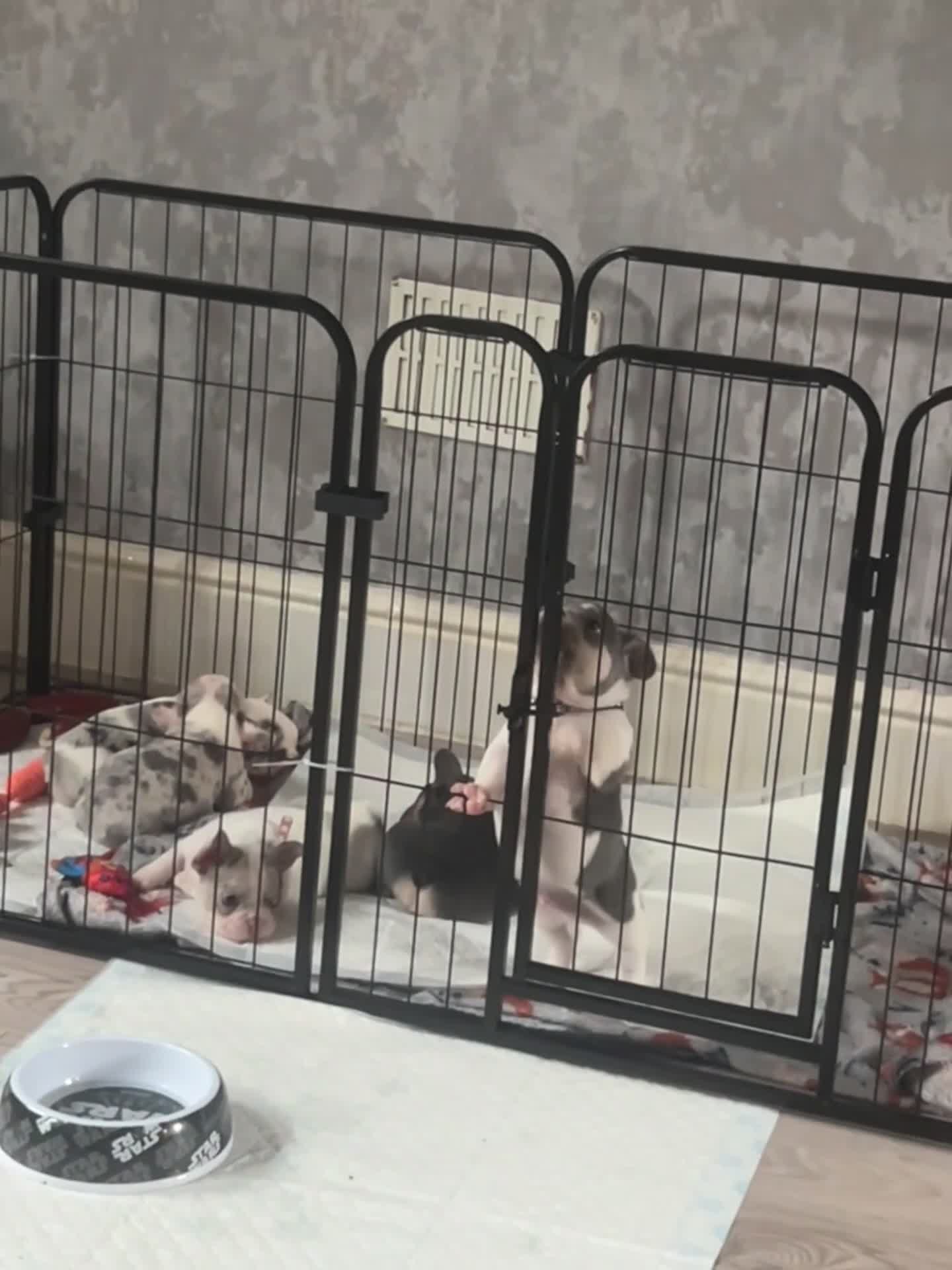 French Bulldog dogs for sale: beautiful french bull dog puppies - Video 2