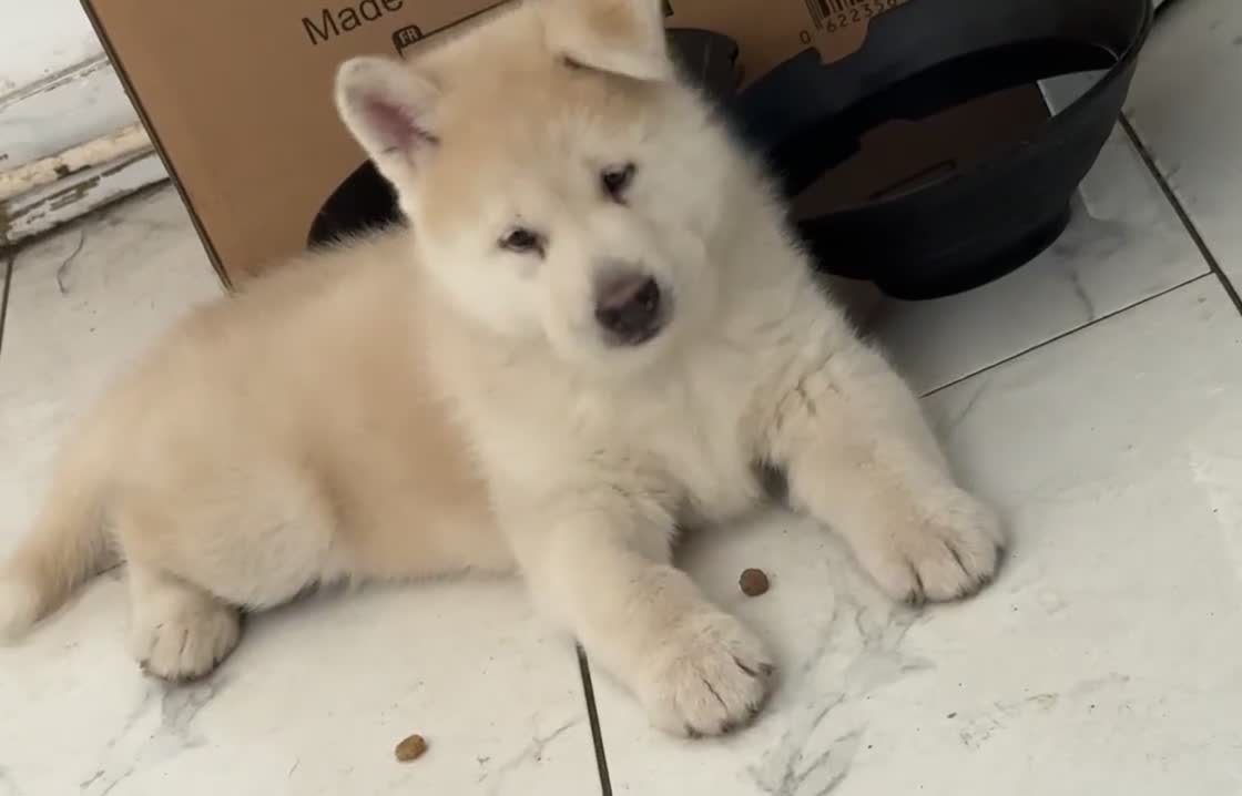 Siberian Husky dogs for sale: Siberian husky puppies  - Video 1