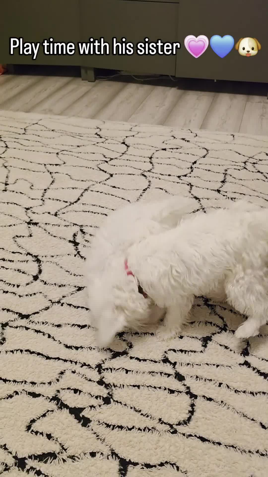 Bichon Frise dogs for sale: Beautiful Bichon boy ready for his forever home.  - Video 1