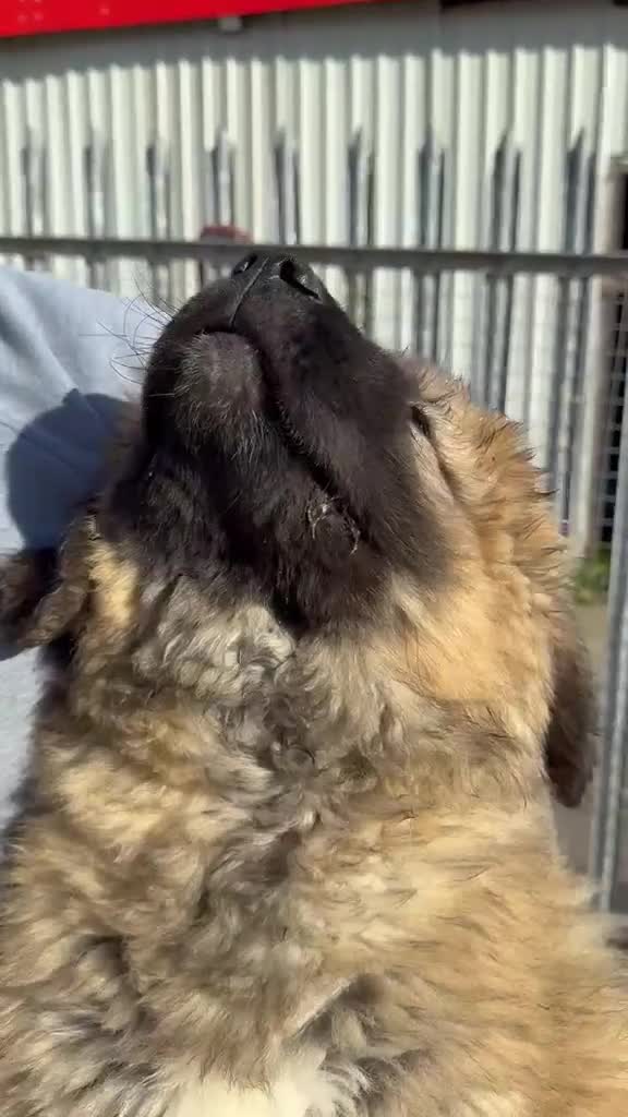 Caucasian Shepherd Dog dogs for sale: Caucasian Shepherd Ovcharka dog . Top of the Breed - Video 1