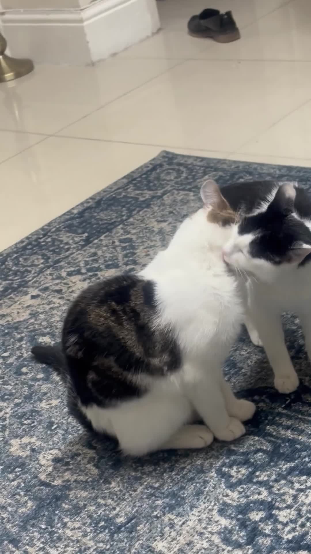 British Shorthair cats for sale: Family of cat needing new home  - Video 1