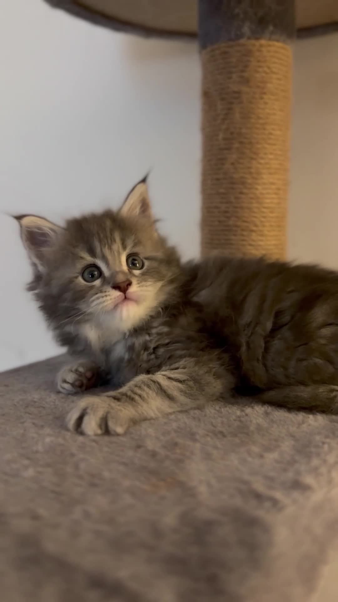 Maine Coon cats for sale: ACTIVE BREEDING KITTENS (3 girls left) - Video 1