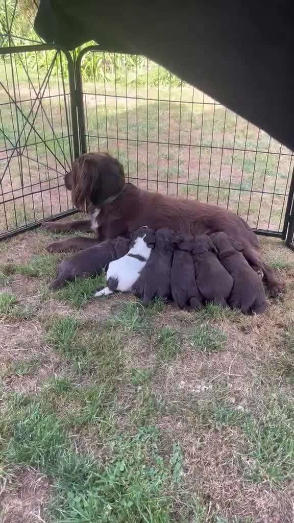 Cocker Spaniel dogs for sale: Beautiful working cocker spaniels  - Video 2