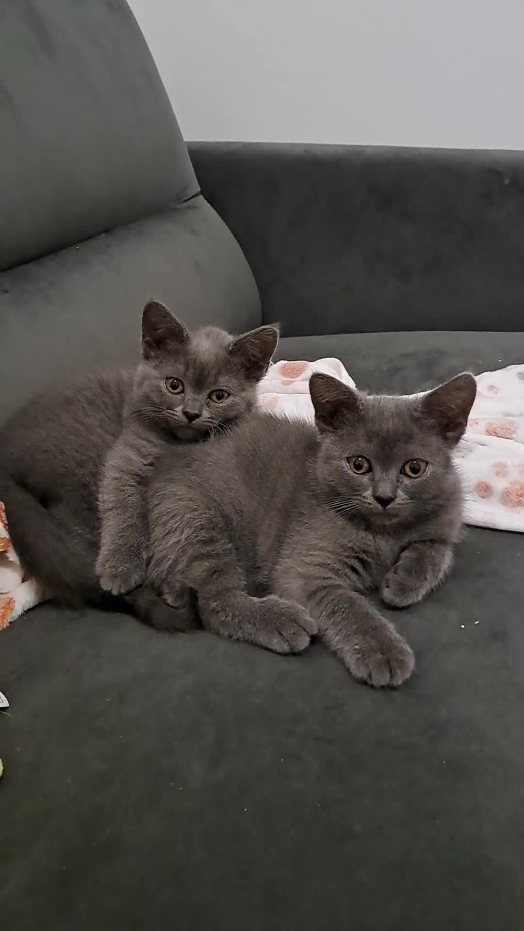 British Shorthair cats for sale: British Shorthair Blue is AVAILABLE  - Video 1