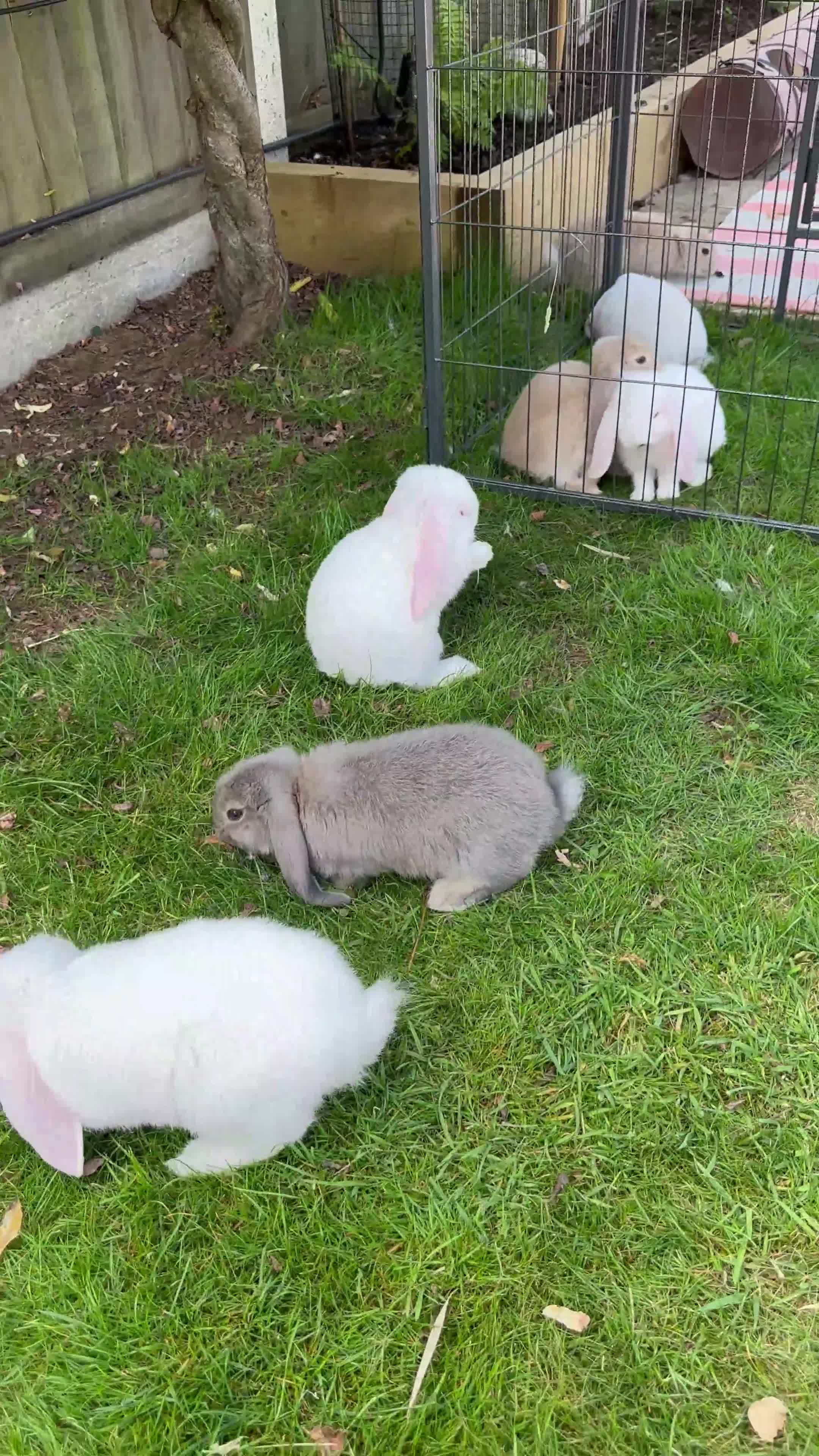French Lop rabbits for sale: 🤍Pure Bred Giant French Lop Babies🤍 - Video 1