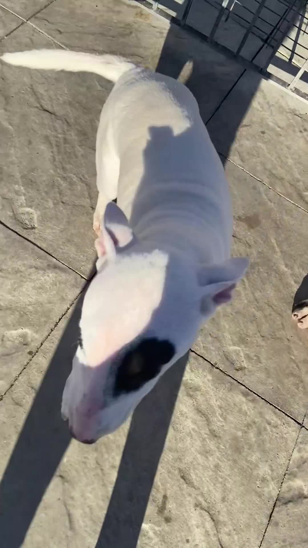English Bull Terrier dogs for sale: English bull terrier bitch - Video 1