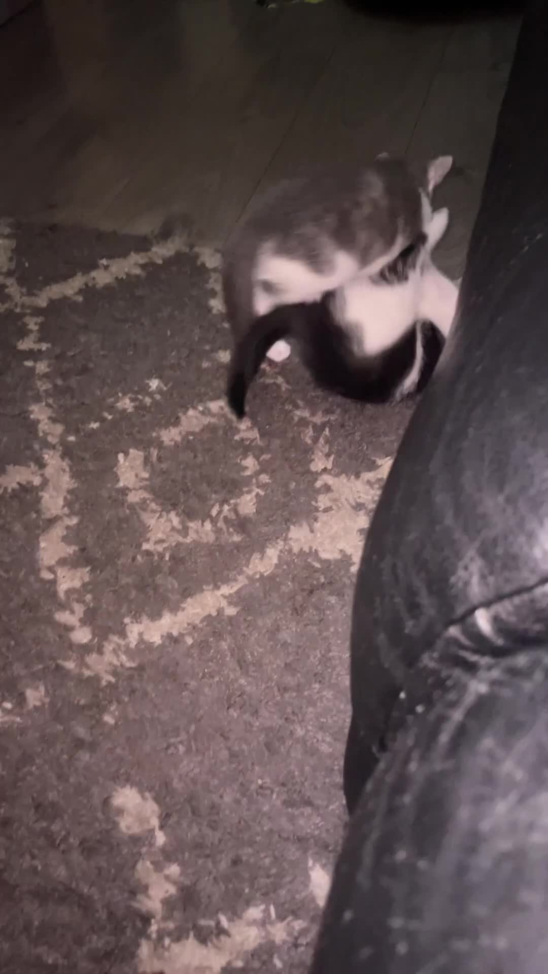 Mixed Breed cats for sale: Kittens half saimess  - Video 2
