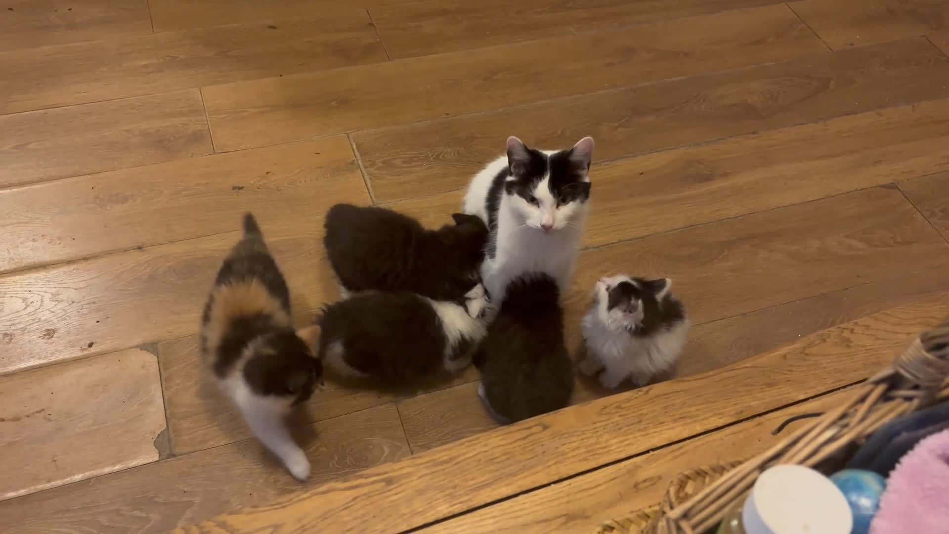 Mixed Breed cats for sale: Five semi long haired kittens available now - Video 2