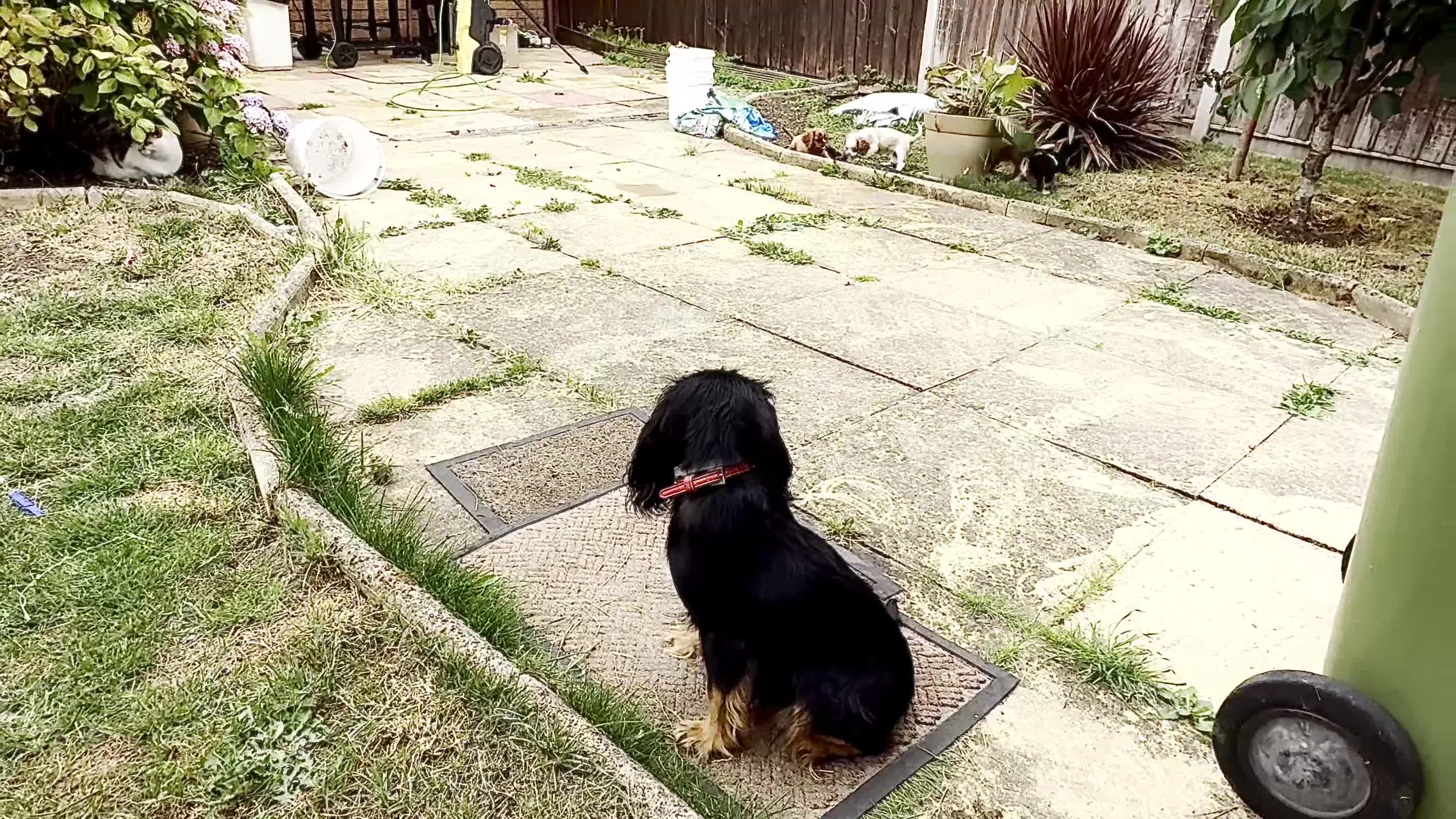 Cavalier King Charles Spaniel dogs for sale: Beautiful litter cavalier King Charles spaniels - Video 2