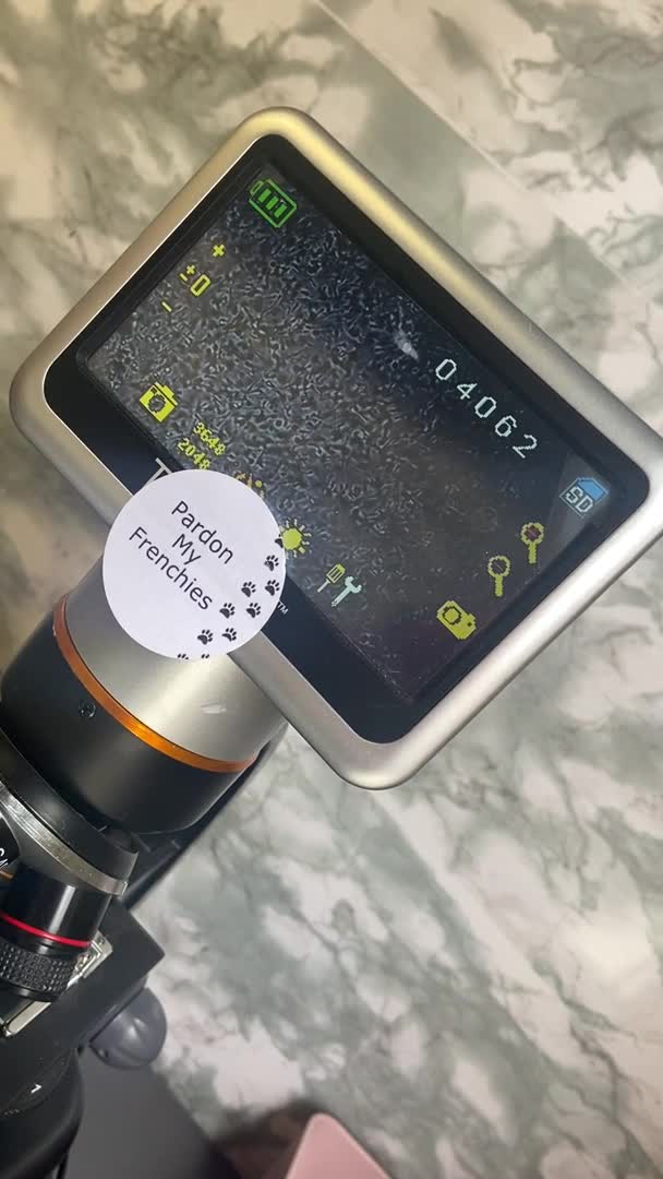 Chihuahua dogs for stud: Tri colour chi - Proven stud in Middlesbrough - Video 1