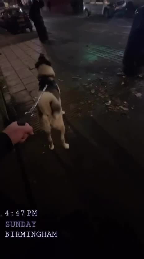 Akita dogs for stud: Ceaser the American Akita Ready for Stud - Video 1