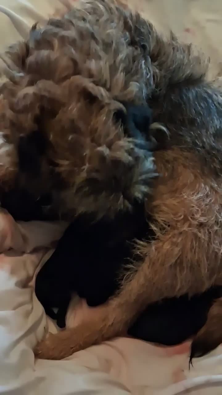 Border Terrier dogs for sale: KC REGISTERED SLEM CLEAR PUPPIES - Video 1