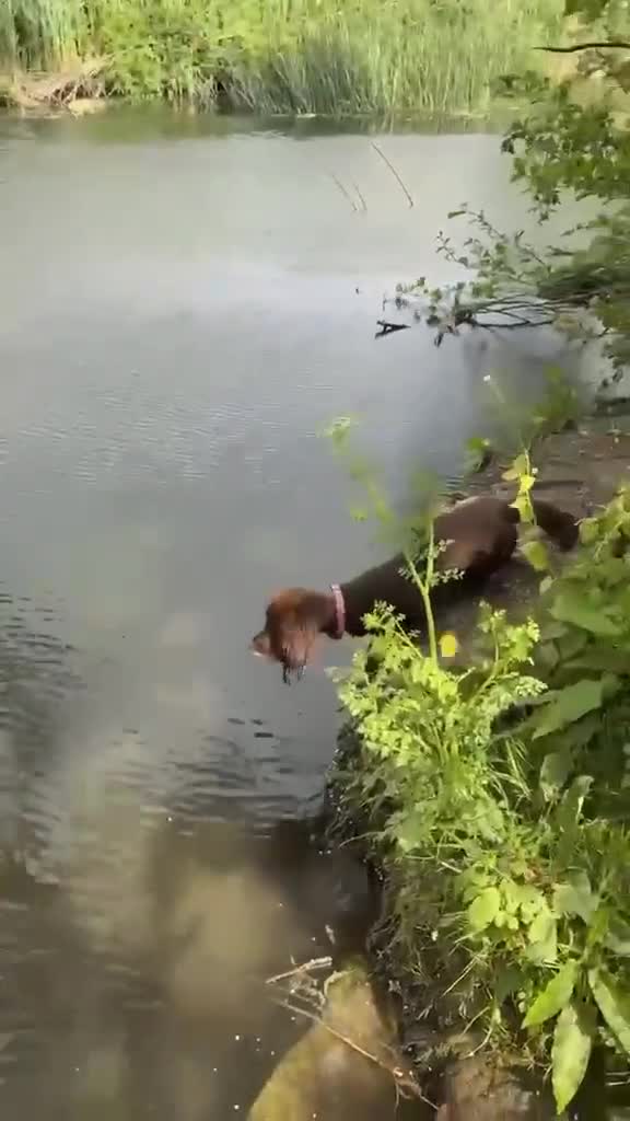 Cocker Spaniel dogs for sale: Gypsy in Melksham - Video 1
