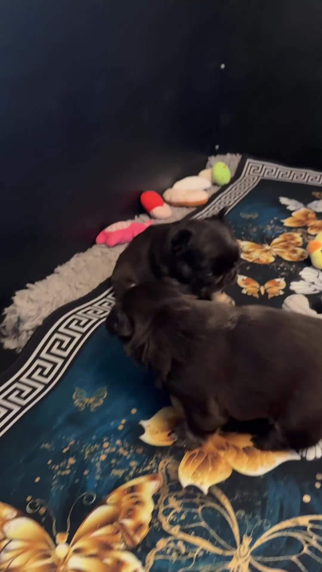 French Bulldog dogs for sale: Wicked French Bulldog female Pup Elphaba - Video 2