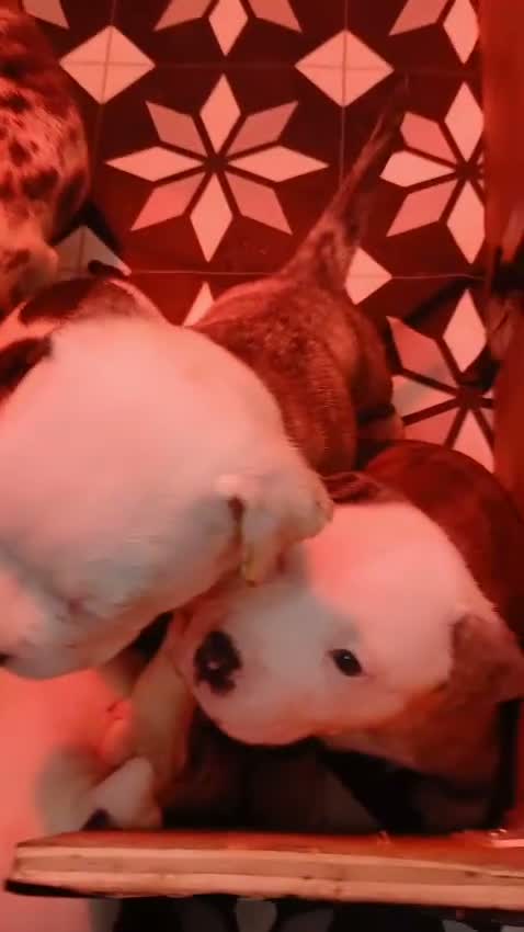 American Bully dogs for sale: American bully puppies  in Worcester - Video 1