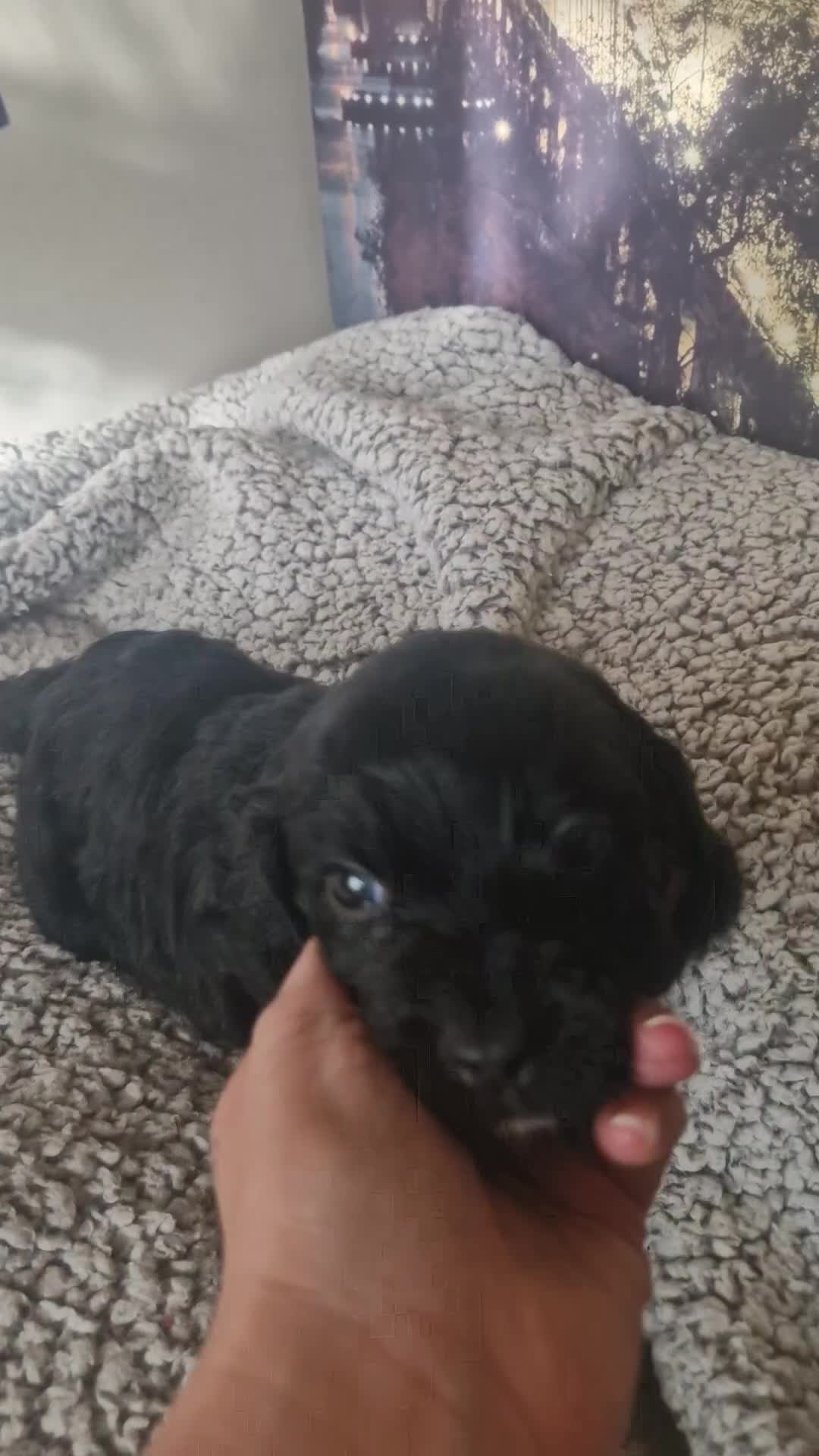 Cockapoo dogs for sale: 4 outstanding cockerpoos  - Video 3