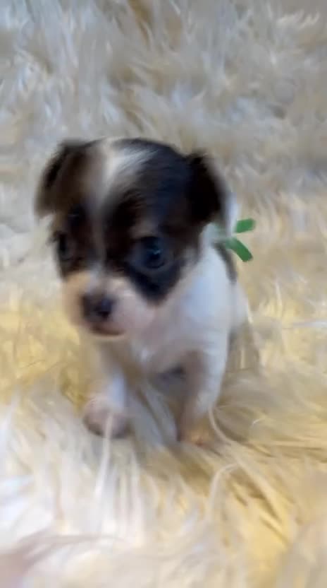 Chihuahua dogs for sale: KC Regd Chihuahua Pups parents fully health tested - Video 3