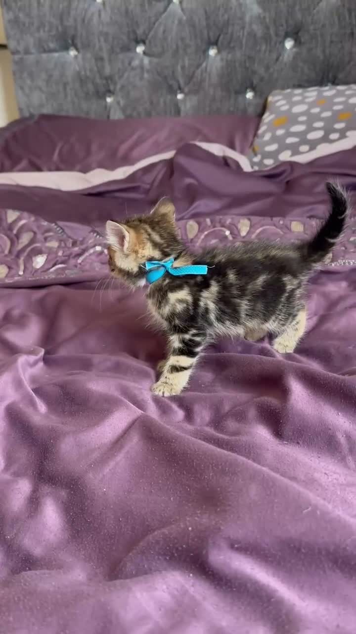 British Shorthair cats for sale: British short hair, male - Video 2