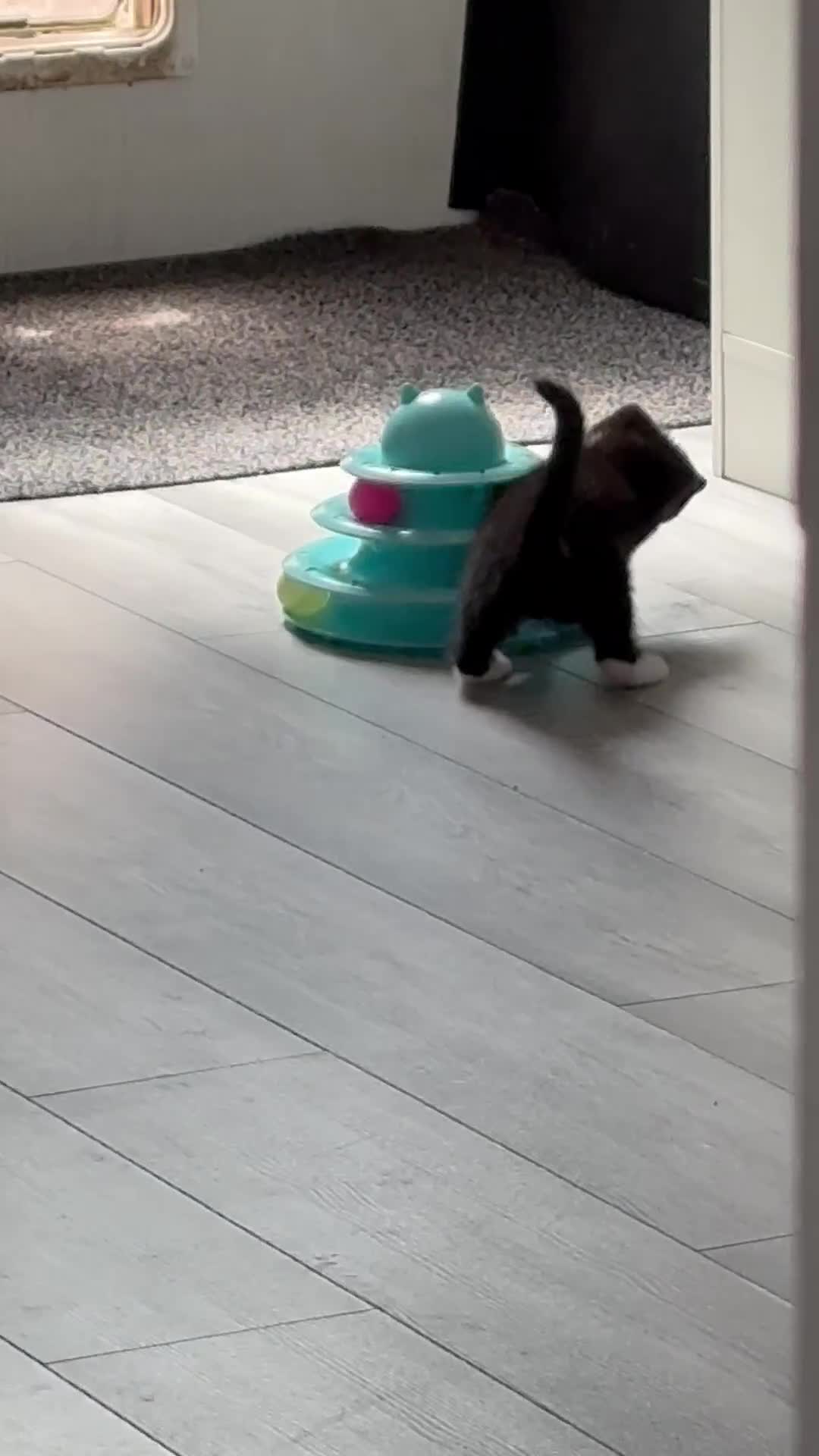 Mixed Breed cats for sale: 1 little boy looking for his forever home. - Video 2