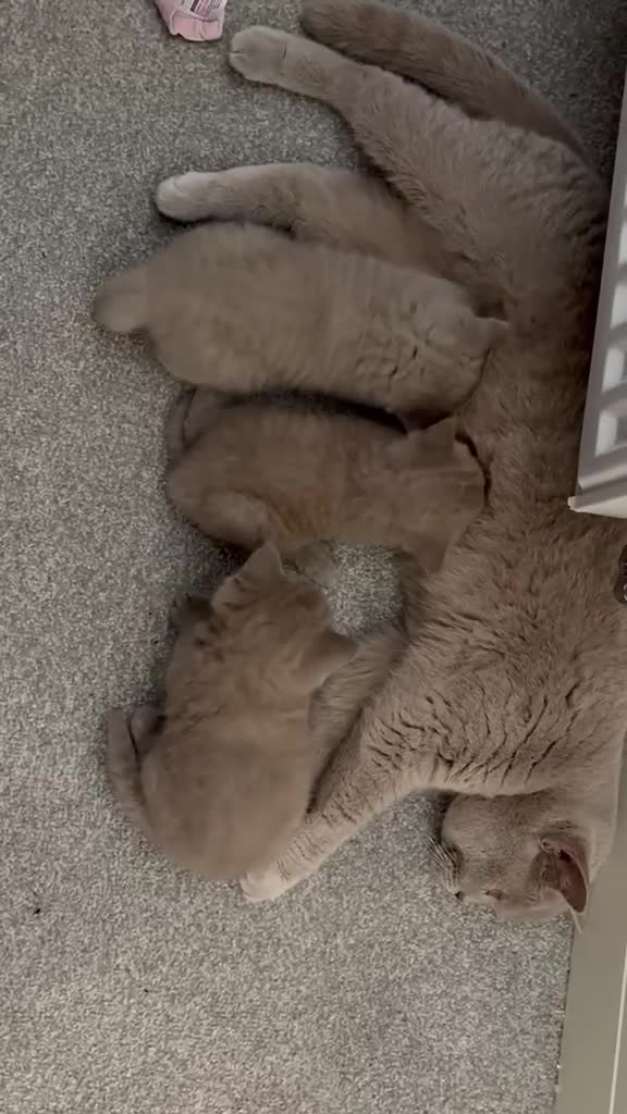 British Shorthair cats for sale: Lilac British shorthair kittens for sale - Video 2