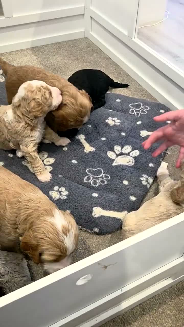 Sproodle dogs for sale: Male sproodle puppy in Rotherham - Video 1