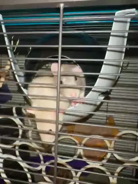 Rat rodents for sale: Two Pet Rats and Cage - Video 1