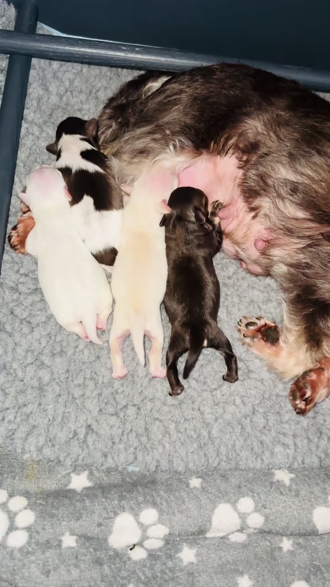 Miniature Schnauzer dogs for sale: 🐾 STUNNING KC REG MINIATURE SCHNAUZER 🐾 - Video 1