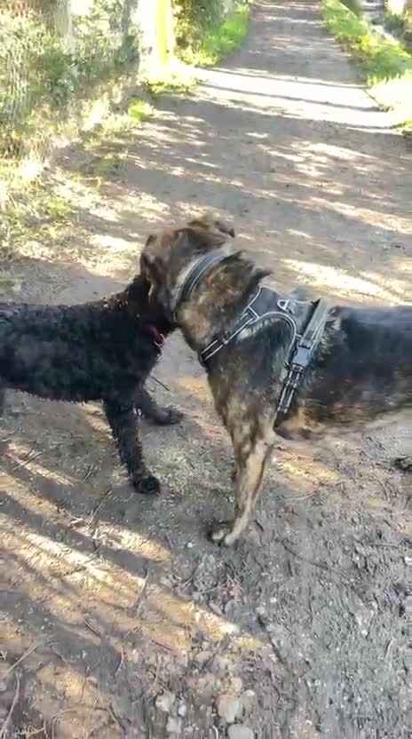 Mixed Breed dogs for adoption: Meet brilliant Bertie!!!  - Video 5