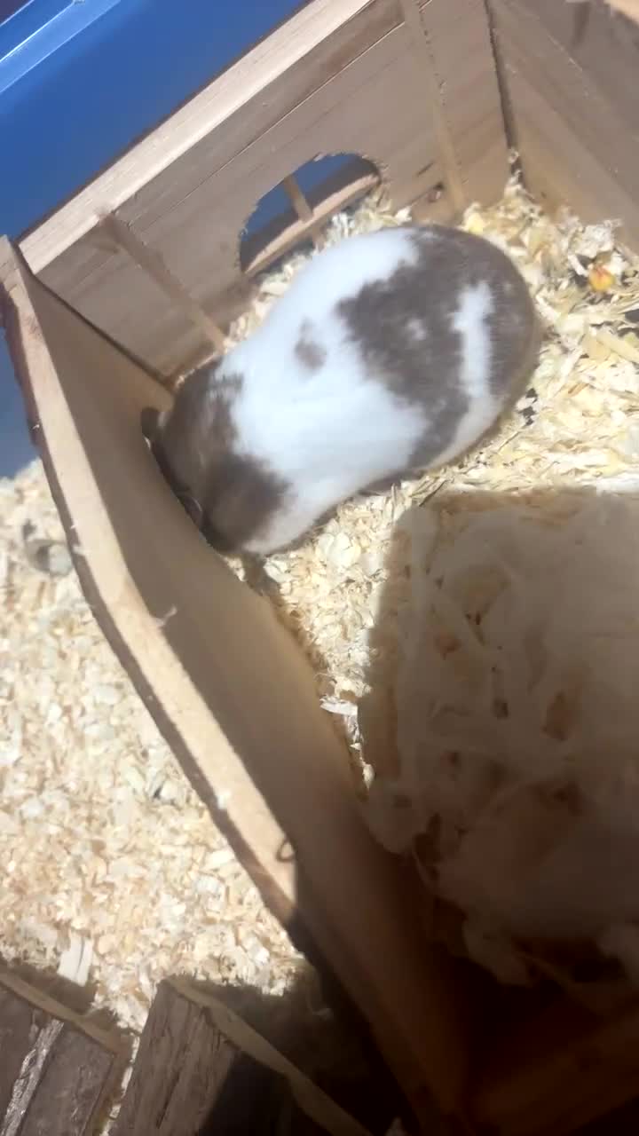 Hamster rodents for sale: Female hamster  in Redditch - Video 1