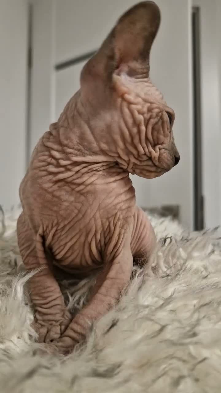Sphynx cats for sale: Full pedigree sphynx kittens  - Video 1