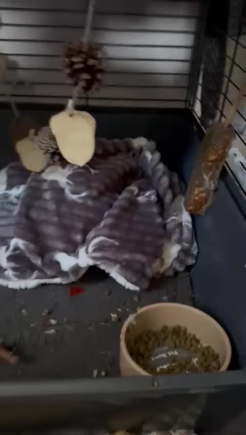 Guinea Pig rodents for sale: Two Male Guinea Pigs for sale  - Video 2