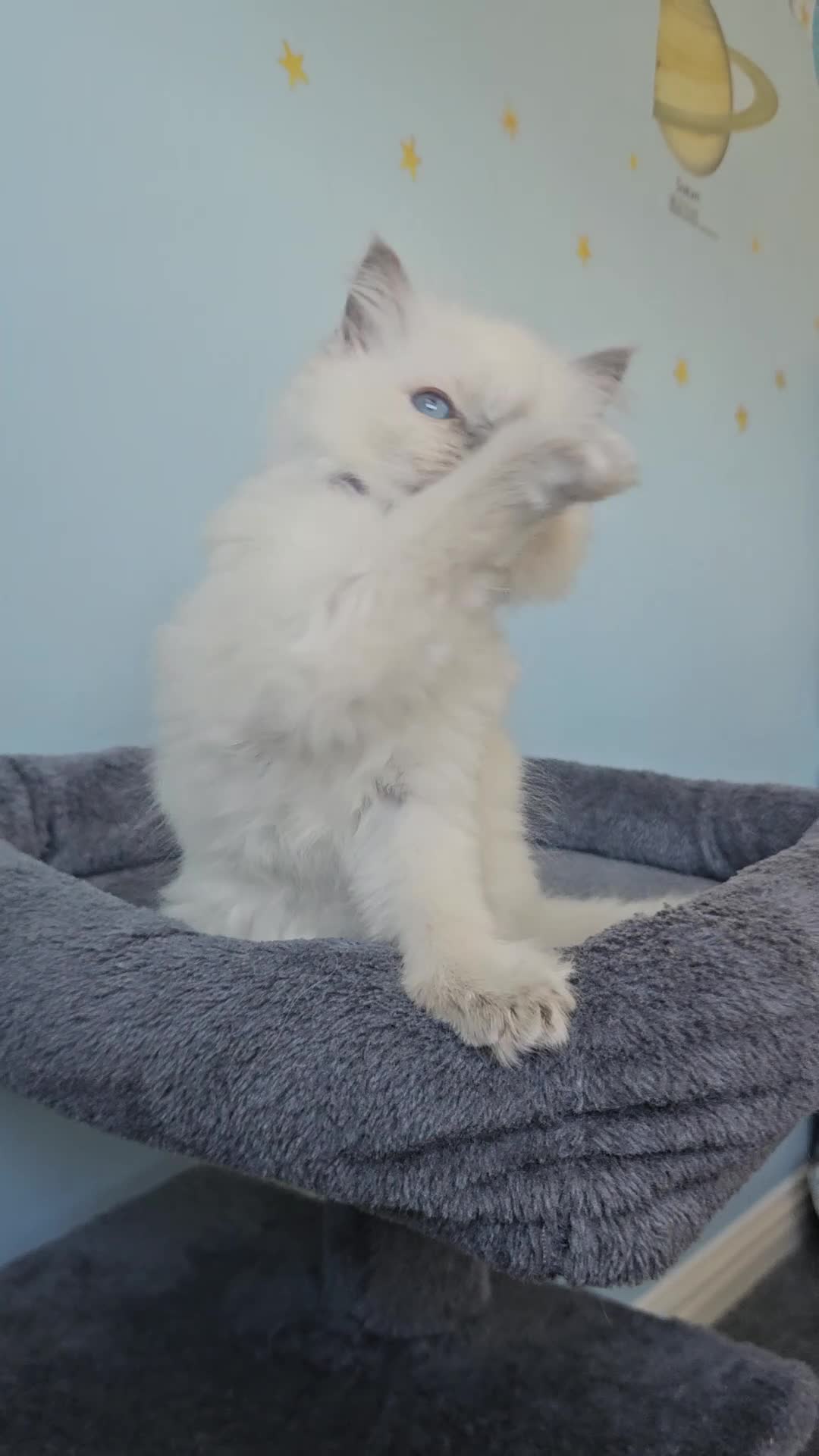 Ragdoll cats for sale: Ragdoll kittens looking new home 🏡  - Video 4