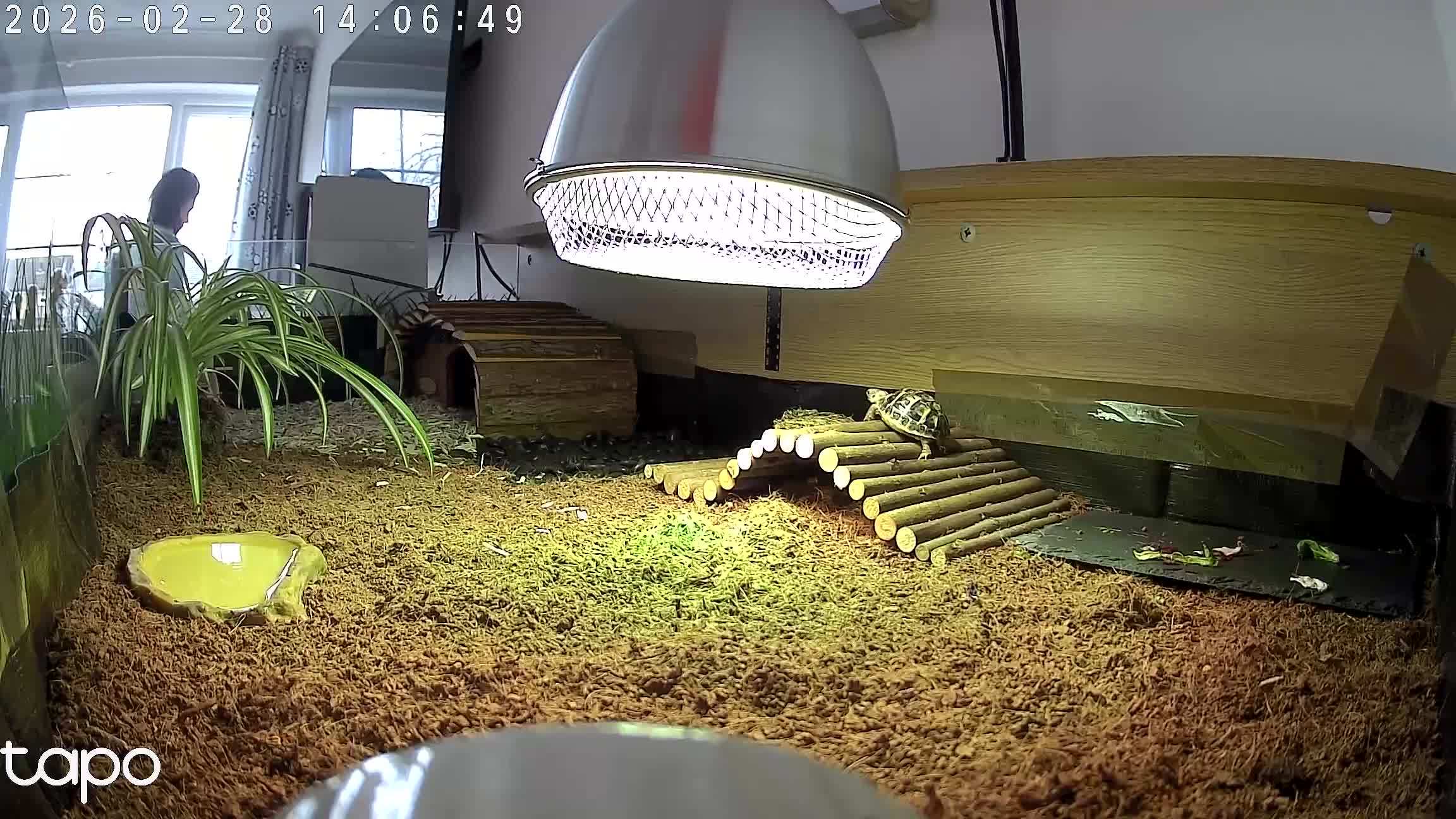 Tortoise reptiles for sale: Western Dwarf Herman Tortoise - Video 1
