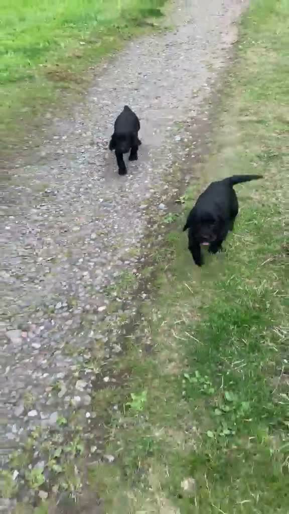 Cocker Spaniel dogs for sale: Working Cocker Spaniel Puppies - Video 1