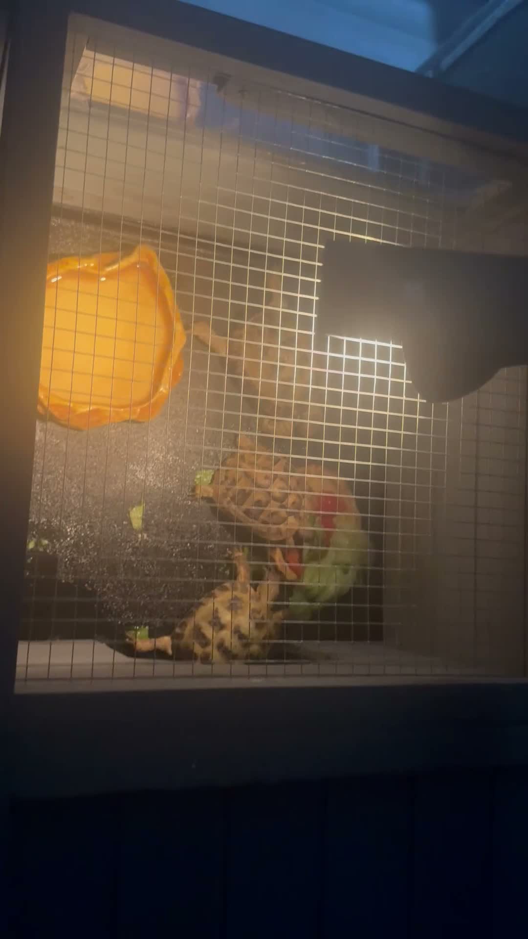 Hermann Tortoise reptiles for sale: My 3 beautiful female turtles in London - Video 3