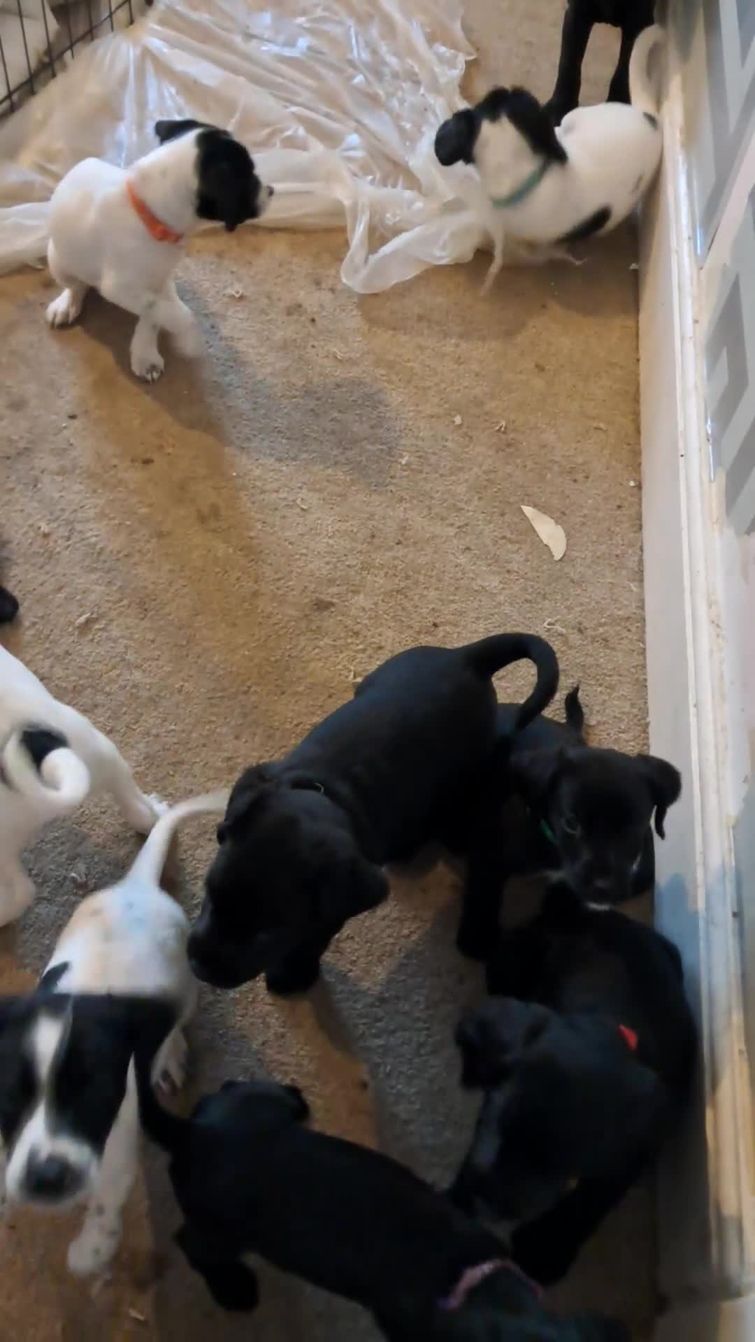 Mixed Breed dogs for sale: Lurch x jackapoo - Video 2