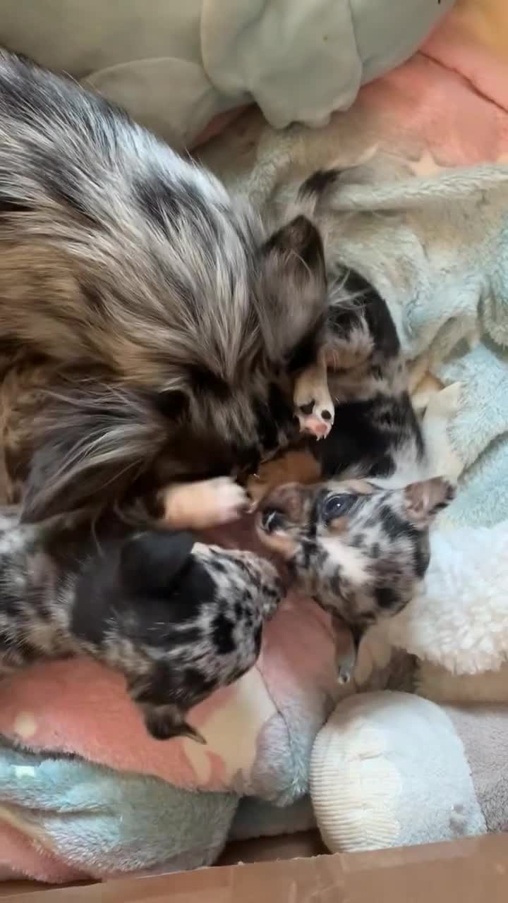 Chihuahua dogs for sale: Beautiful Merle Chihuahua Puppies 🐶  - Video 1