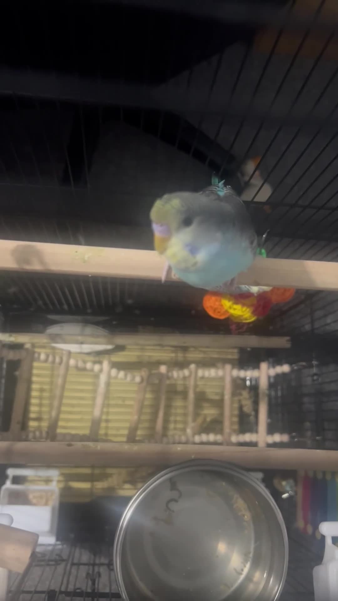 Budgerigars birds for sale: Two beautiful male budgies for sale  - Video 2