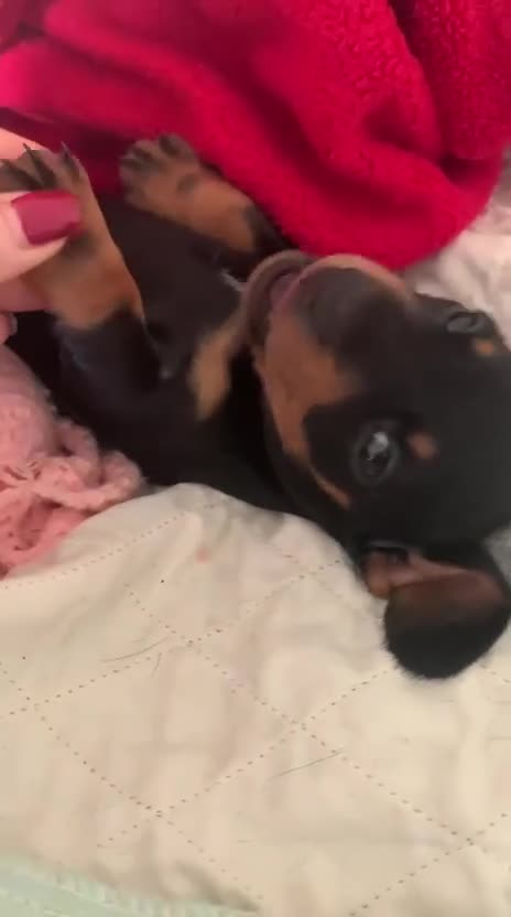 Miniature Dachshund dogs for sale: Our Little Dachshund Family - Video 1