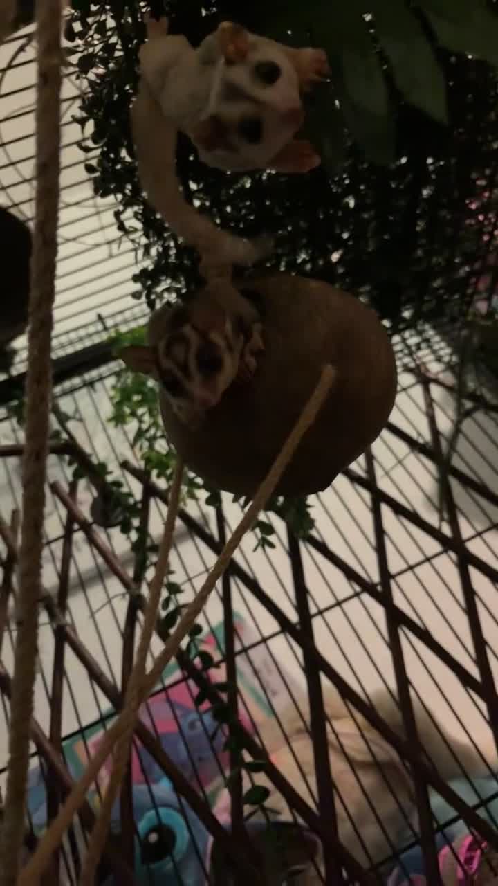 Sugar Glider rodents for sale: Sugar gliders  - Video 2