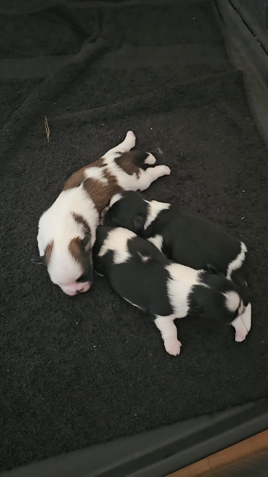 Lhasa Apso dogs for sale: Lhasa Apso puppies PRA4 clear. - Video 2