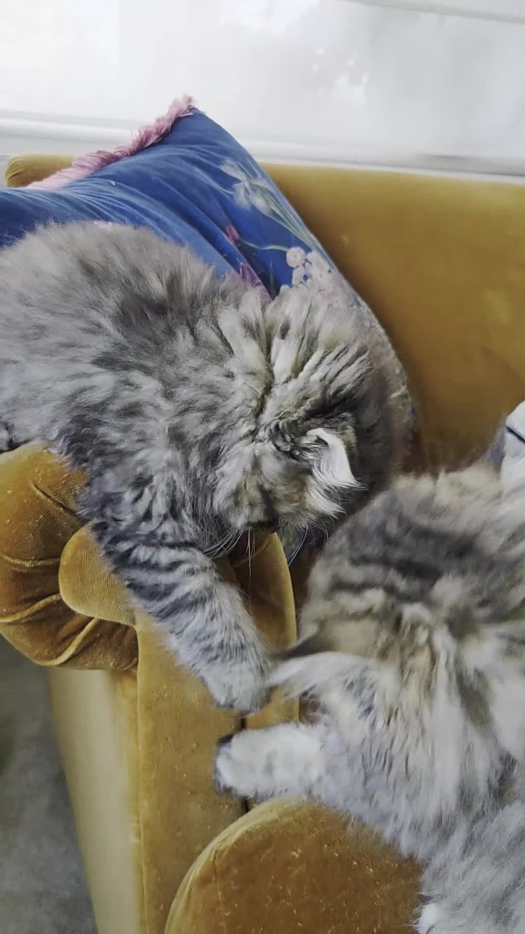 Persian cats for sale: Beautiful Persian Kittens – 2 Girls & 1 Boy - Video 1