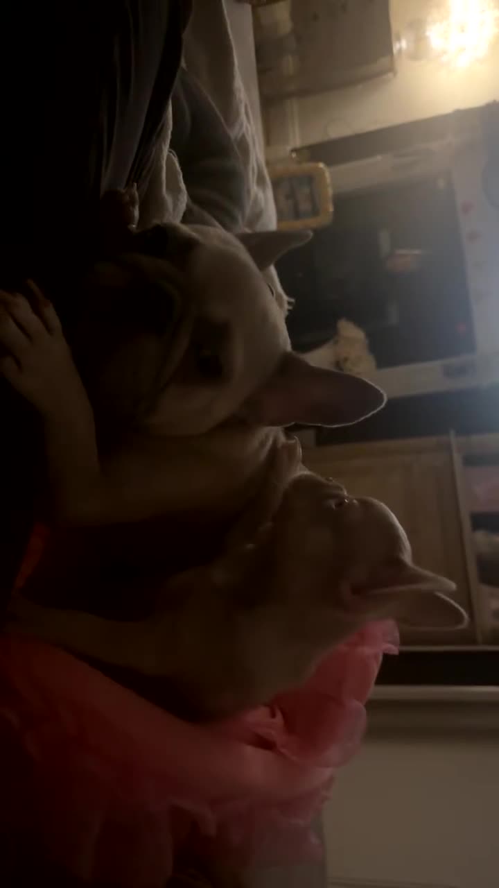 French Bulldog dogs for sale: French Bulldog🩷-Price Reduction-Open to offers!! - Video 2