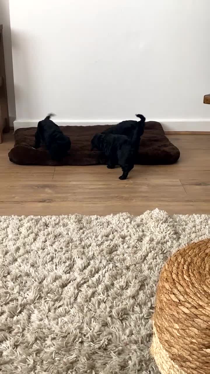 Cockapoo dogs for sale: Beautiful F1B Cockerpoos🐶 - Video 1