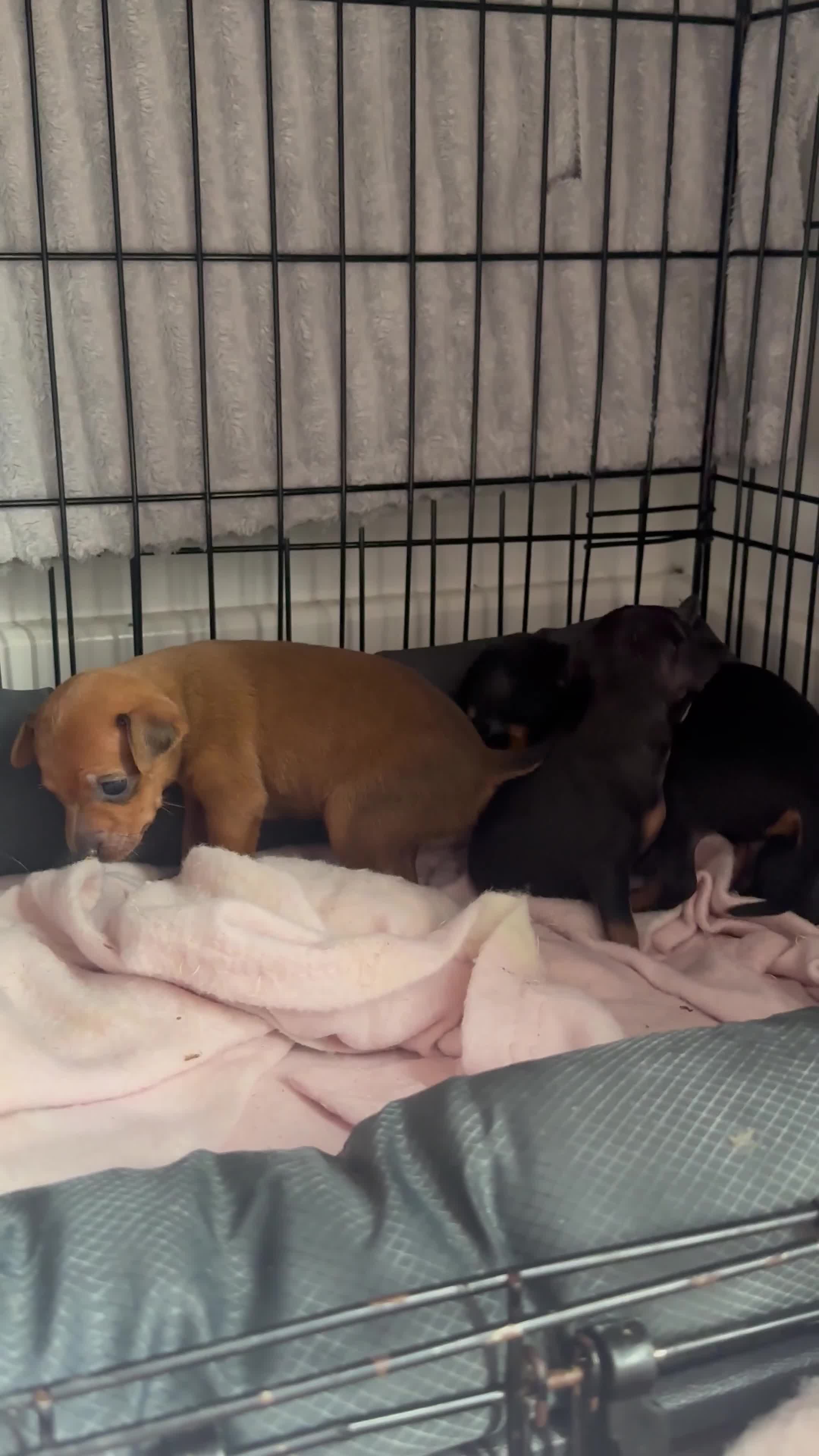 Miniature Pinscher dogs for sale: Miniature pinschers puppies  - Video 3