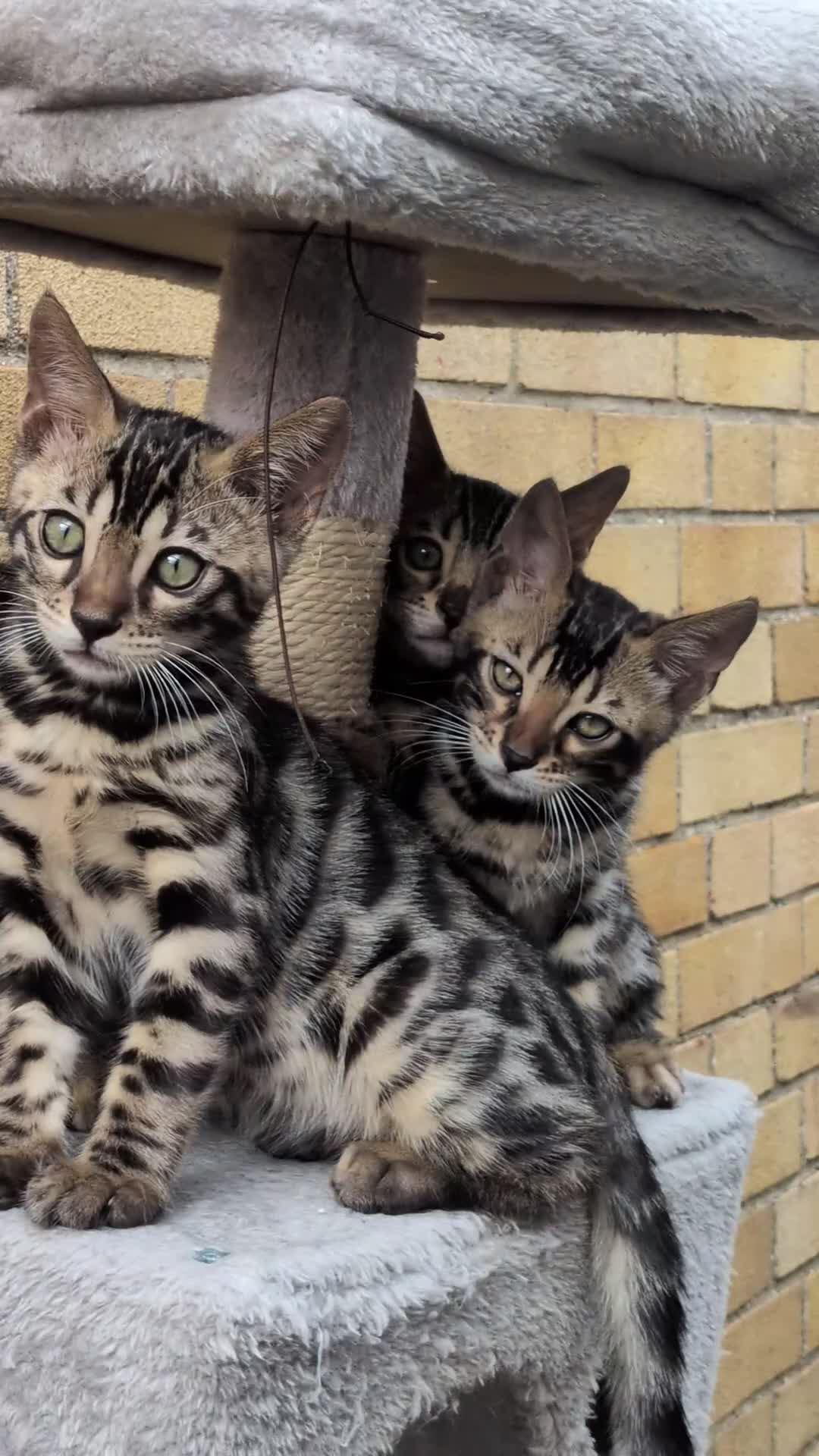 Bengal cats for sale: Male Bengal kitten TICA registered silver  - Video 2